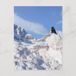 En Kråka i Crowfoot Mountain Alberta Kanada Vykort