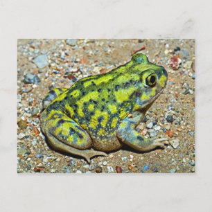 En kuchs spadefots toad vykort