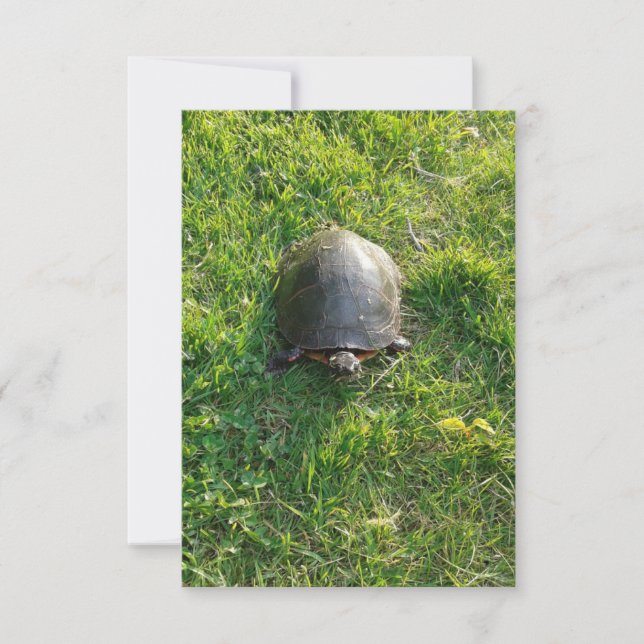 En kute-sköldpadda i parkens tomma platta kort (Framsida)