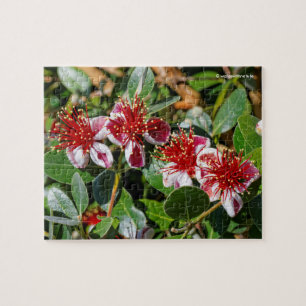 En kvartett av ananasguavaen/Guavasteen blommar Pussel