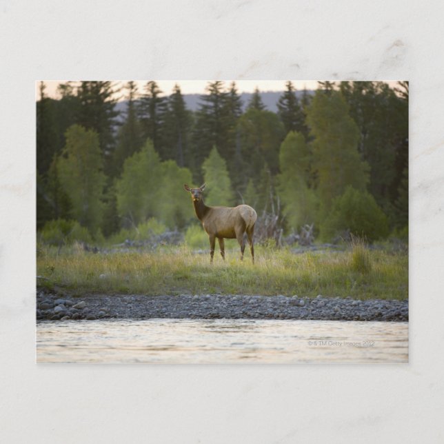 En kvinnlig älgstativ tittar vid kameran med en vykort (Framsida)