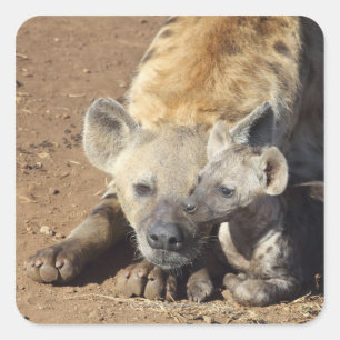 En kvinnlig utspelad Hyena och hennes unge, Kruger Fyrkantigt Klistermärke