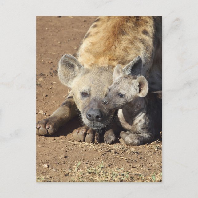 En kvinnlig utspelad Hyena och hennes unge, Kruger Vykort (Framsida)