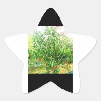 En kylig, utspridd smakrik smak. stjärnformat klistermärke