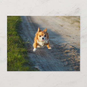 En lång, brun och vit Chihuahua Running Vykort