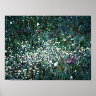 En Lark i en Meadow Poster