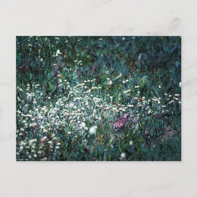 En Lark i en Meadow Vykort (Framsida)