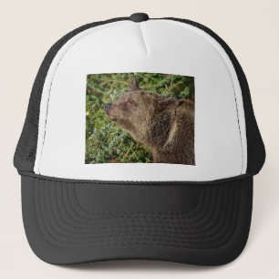 En le Grizzlybjörn Keps