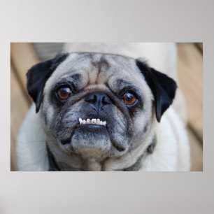En leende Pug Poster