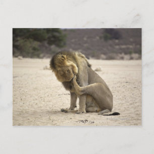 En Lejon städning ryggen till tass, Kgalagadi Vykort