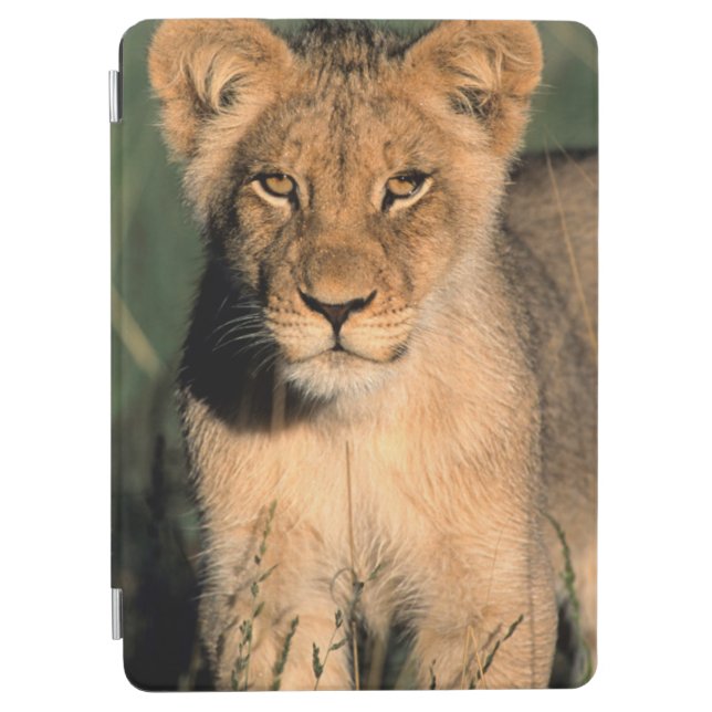 En lejon unge observerar kameran från det långa iPad air skydd (Framsidan)