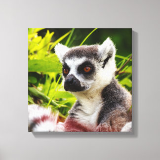 en lemur av madagascar på inslagen duva canvastryck