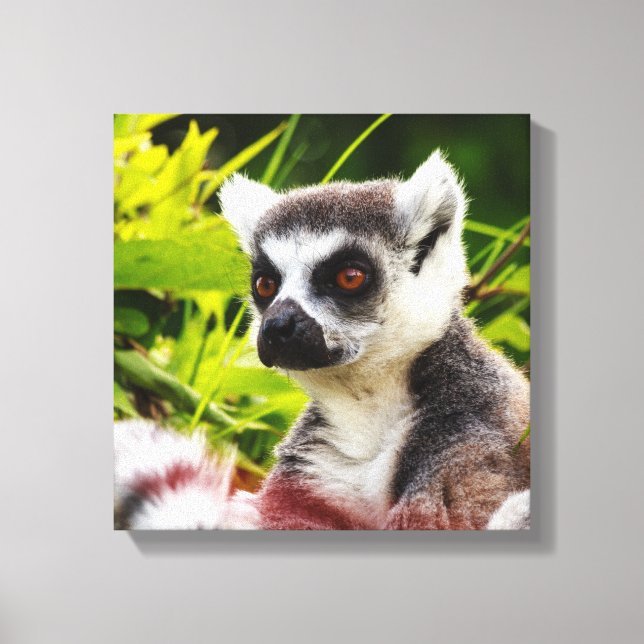 en lemur av madagascar på inslagen duva canvastryck (Framsida)