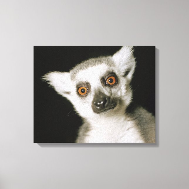 En lemur. canvastryck (Framsida)