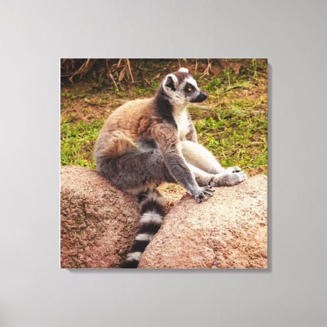 en lemur från madagaskar på sträckt canvas (Framsida)