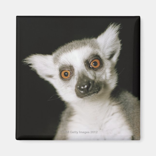 En lemur. magnet (Framsidan)