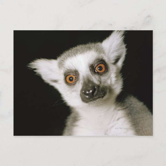 En lemur. vykort (Framsida)