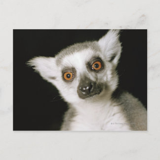 En lemur. vykort
