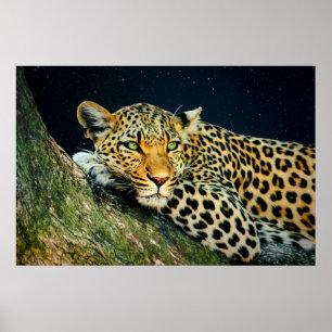 En Leopards Gaze - Nattutskrift Himlar Poster