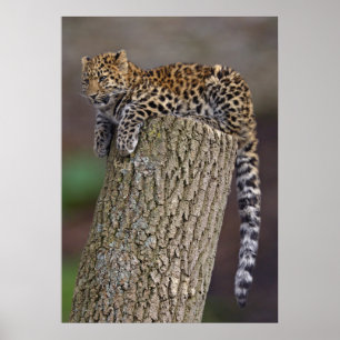 En leopards svantryck poster