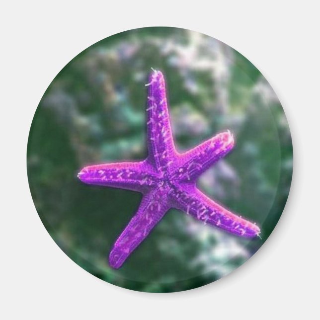 En Lila Starfish Rocky Beach Magnet (Framsidan)