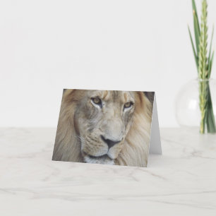 En lions stirrande kort