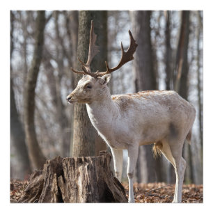 En liten ytfyllning i Lycklig - Hjort Photo Print Fototryck