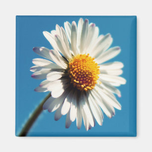 En ljusvit Daisy under Big Blå himmel Magnet