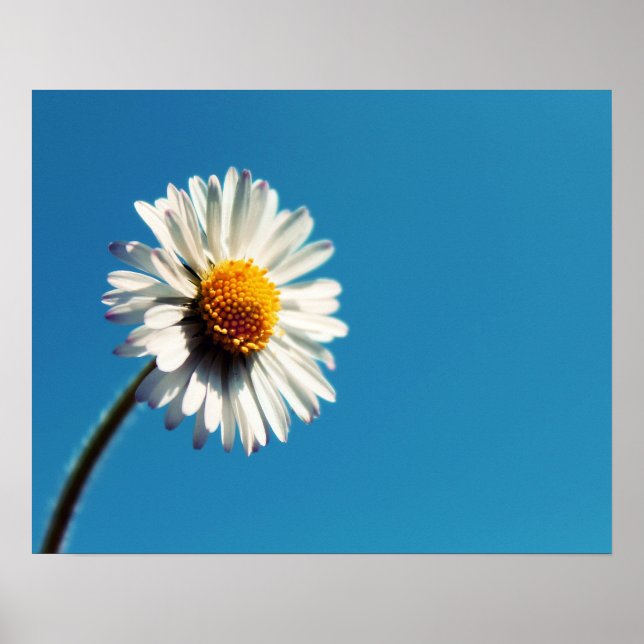 En ljusvit Daisy under Big Blå himmel Poster (Framsidan)