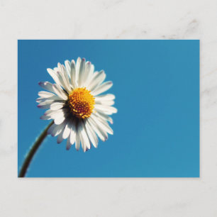 En ljusvit Daisy under Big Blå himmel Vykort