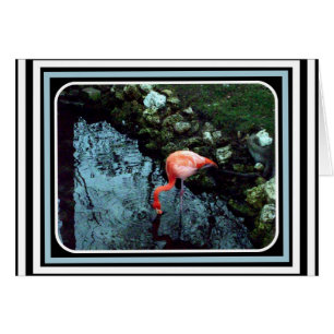 En Lone Flamingo Hälsningskort