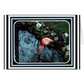 En Lone Flamingo Hälsningskort