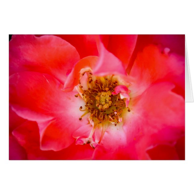 En Look Within Hälsningskort (Framsidan Horizontal)