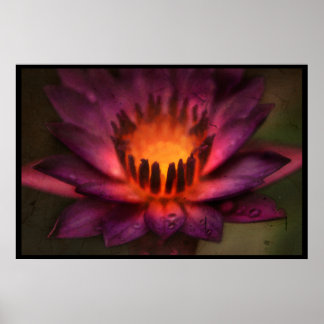 En Lotus brandhärd i Helig Poster