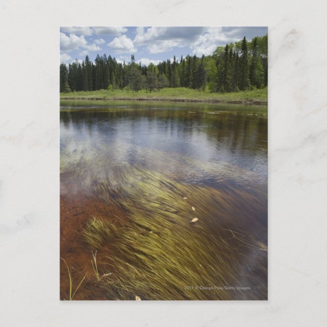 En lugn damm som reflekterar molnen vykort (Framsida)