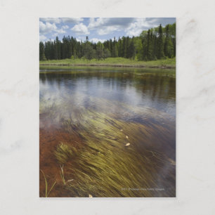 En lugn damm som reflekterar molnen vykort