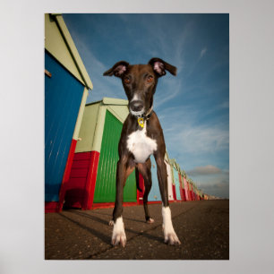 En Lurcher som framme står av några strandkojor Poster