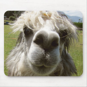 En lurvig Alpaca Musmatta