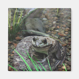 En lycklig groda magnet