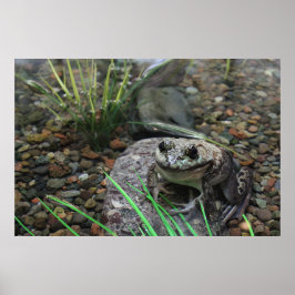 En lycklig groda poster