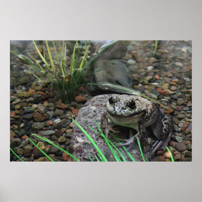 En lycklig groda poster (Framsidan)
