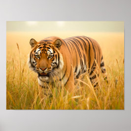 En Majestätisk Bengalisk Tiger Poster
