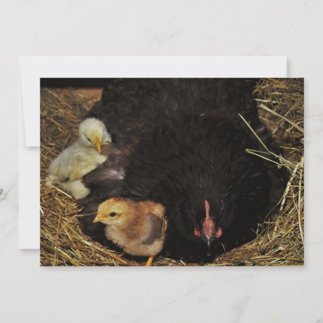 En Mamma och hennes Chickar (Framsida)