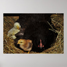 En Mamma och hennes Chickar Poster
