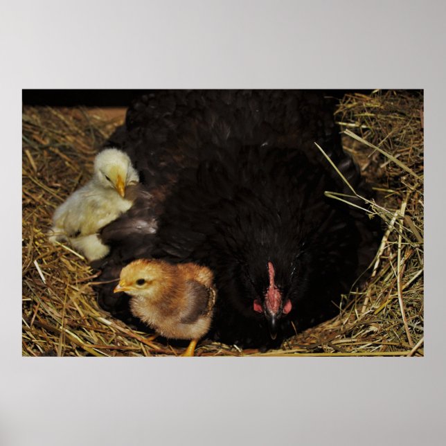 En Mamma och hennes Chickar Poster (Framsidan)