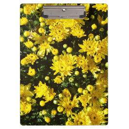 En mängd Gult Morsa