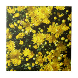 En mängd Gult Morsa Kakelplatta