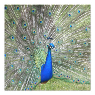 En manlig indiansk peacock Fläkt det är svan Feath Fototryck