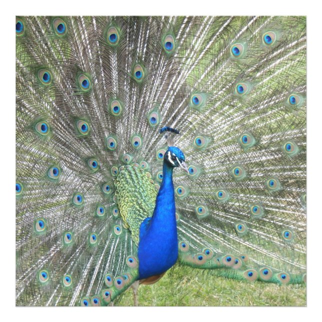 En manlig indiansk peacock Fläkt det är svan Feath Fototryck (Framsidan)