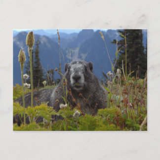 En marmot i paradis i Mount Rainier medborgarePar Vykort